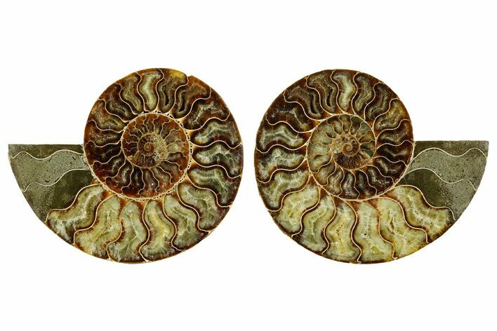 Cut & Polished Crystal-Filled Ammonite Fossil - Madagascar #362375